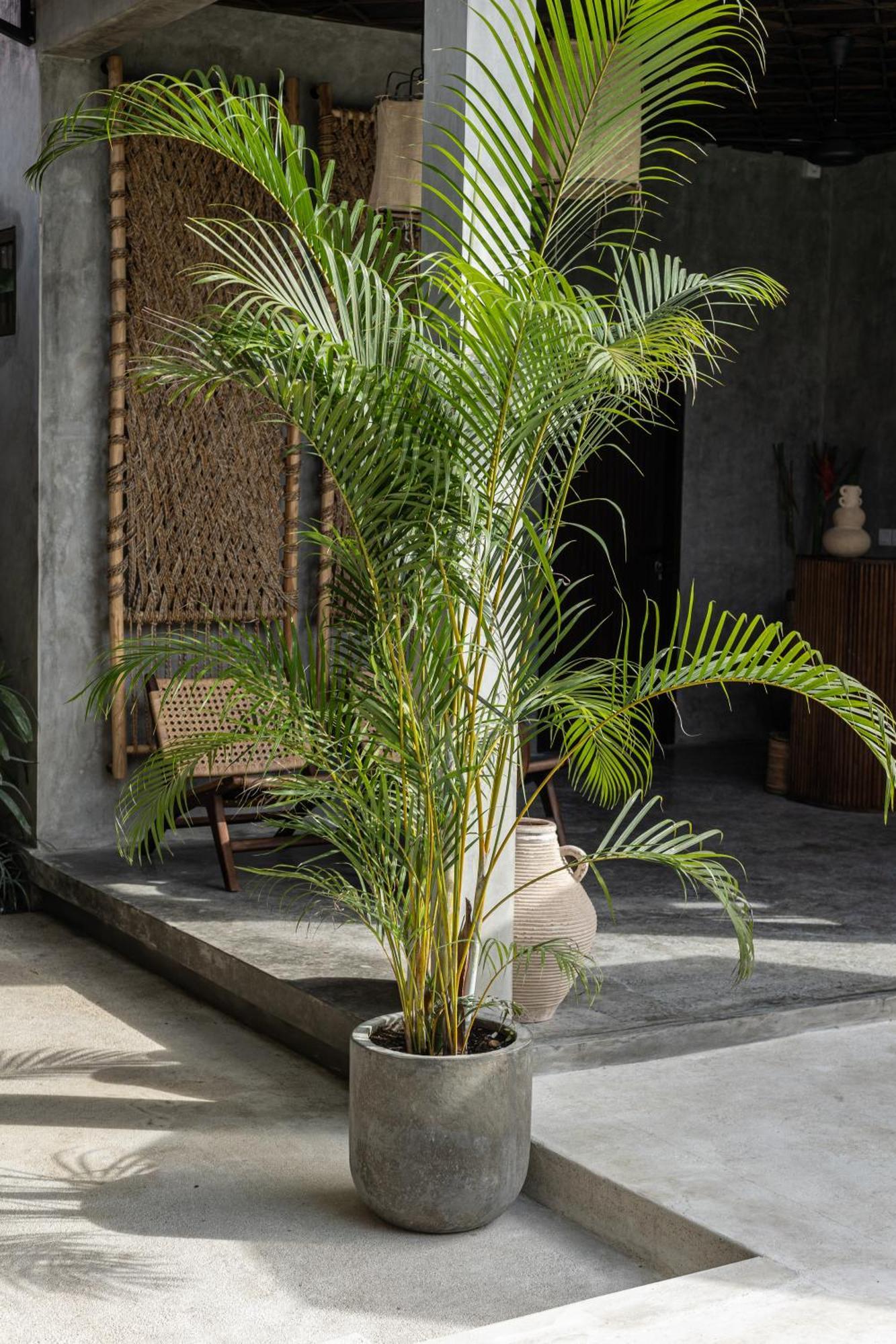 Kano Twin Canggu Exterior foto